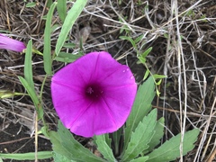 Ipomoea robertsiana