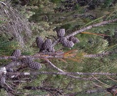 Allocasuarina zephyrea