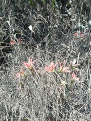 Hippeastrum lapacense, photograph author not stated, no rights reserved