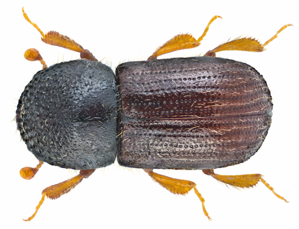 European Shothole Borer