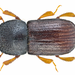 European Shothole Borer - Photo (c) Udo Schmidt, some rights reserved (CC BY-SA)
