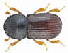 European Shothole Borer - Photo (c) Udo Schmidt, some rights reserved (CC BY-SA)