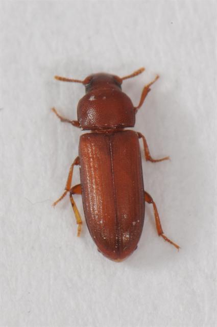 Triboliini