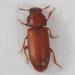 Rusty-red Flour-Beetles - Photo (c) anonymous, some rights reserved (CC BY-NC)