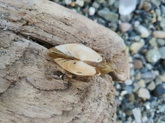 Macoma inquinata