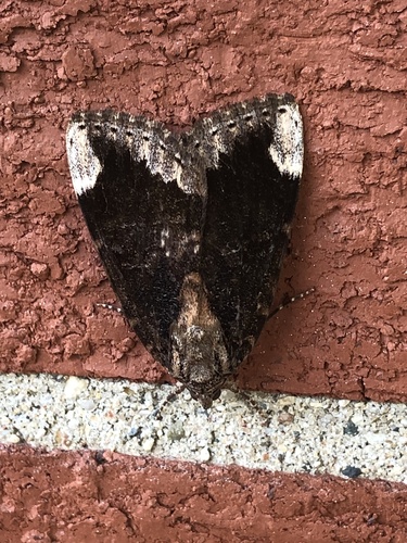 Betrothed Underwing photo 5