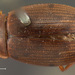 Berosus infuscatus - Photo (c) Museum of Comparative Zoology, Harvard University, some rights reserved (CC BY-NC-SA)