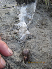 Porrhothele antipodiana