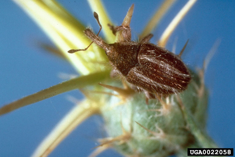 Yellow Starthistle Hairy Weevil