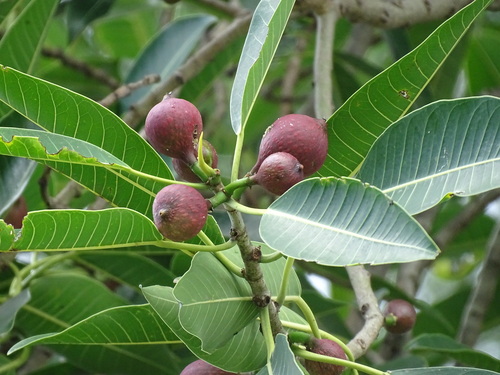 Image of Ficus insipida by (c) Alexis López Hernández, some rights reserved (CC BY)