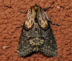 Abrostola ovalis