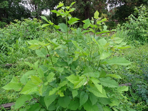 Image of Maclura tinctoria by (c) Alexis López Hernández, some rights reserved (CC BY)