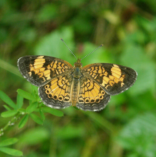 Pearl Crescent photographed in Georgia