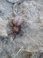 Porrhothele antipodiana