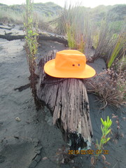 Porrhothele antipodiana