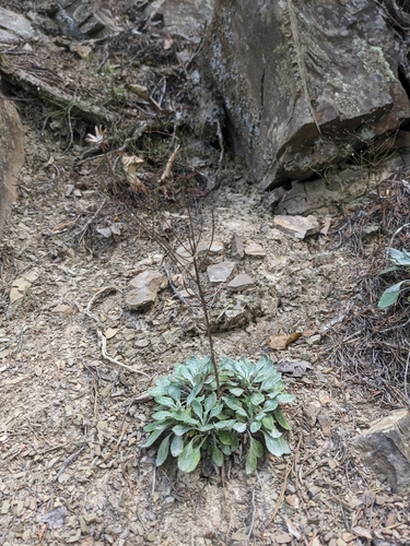 Image of Packera antennariifolia by (c) Alaina Krakowiak, some rights reserved (CC BY)