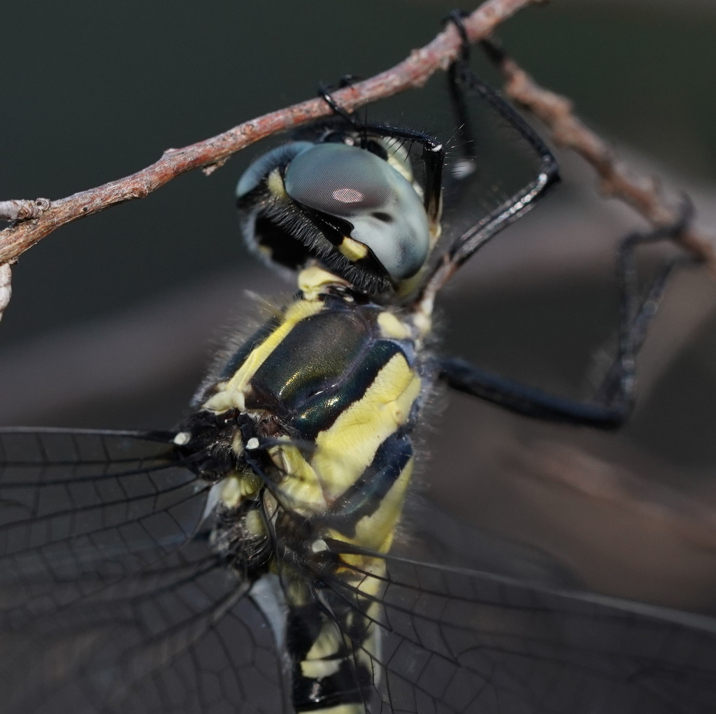Royal Tigertail