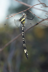 Parasynthemis regina