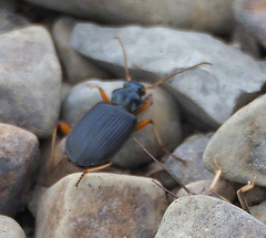 Chlaenius cordicollis