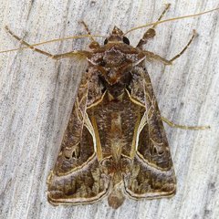 Autographa flagellum