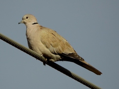 Streptopelia decaocto