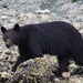 Vancouver Island Black Bear - Photo (c) Liam Ragan, some rights reserved (CC BY-NC), uploaded by Liam Ragan
