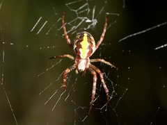 Novaranea queribunda