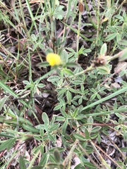 Stylosanthes fruticosa