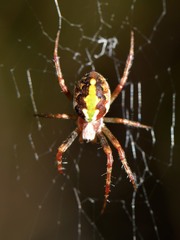 Novaranea queribunda