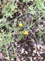 Stylosanthes fruticosa