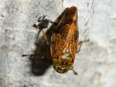 Pseudaphronella jactator