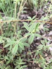 Stylosanthes fruticosa