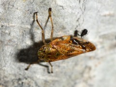 Pseudaphronella jactator
