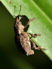 Chalepistes costifer