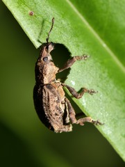 Chalepistes costifer