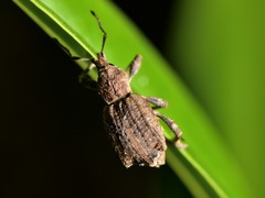 Chalepistes costifer