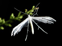 Pterophorus monospilalis