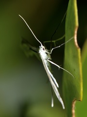 Pterophorus monospilalis
