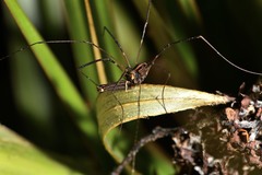 Forsteropsalis pureora