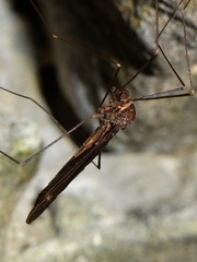 Austrotipula hudsoni