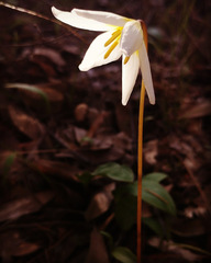 Erythronium helenae