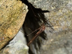 Austrotipula hudsoni