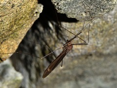 Austrotipula hudsoni