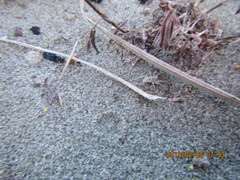 Anoteropsis litoralis