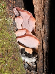 Rhodofomitopsis lilacinogilva image