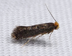 Doleromorpha porphyria