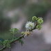 Mimosa quitensis - Photo (c) ma_izurieta, some rights reserved (CC BY-NC), uploaded by ma_izurieta