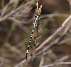 Parasynthemis regina