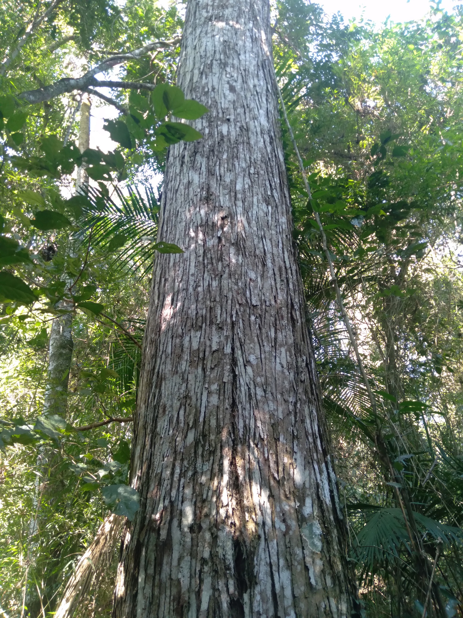 Annona cacans