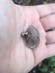 Schizophyllum commune